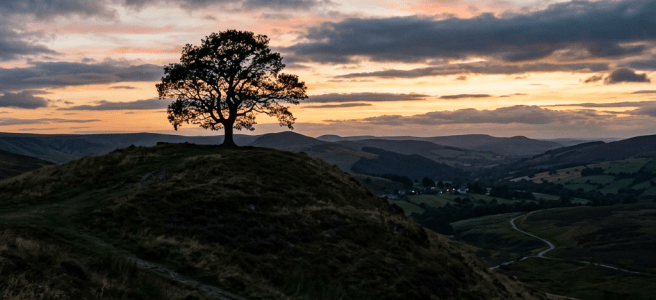 Silhouette of a single tree on a hill with a sunset sky and rolling hills in the background.